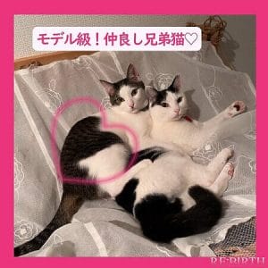 Read more about the article モデル級！仲良し兄弟猫♡