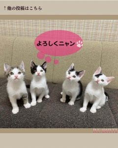 Read more about the article 保護された母猫より生まれた保護猫兄弟達